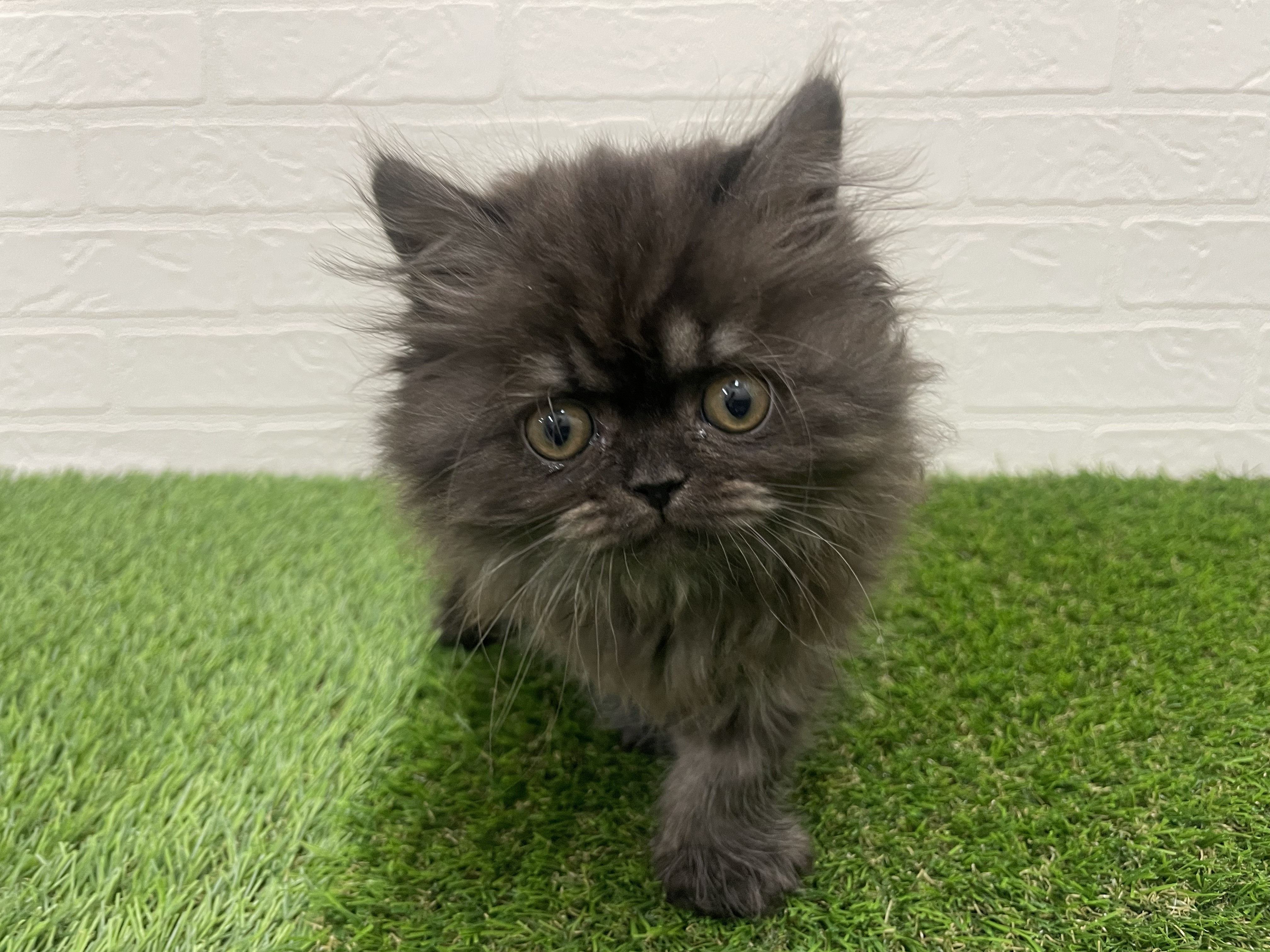 東京都のブリティッシュロングヘアー (ワンニャンハウス赤羽店/2026年1月6日生まれ/女の子/チョコレートスモーク)の子猫の1枚目の画像