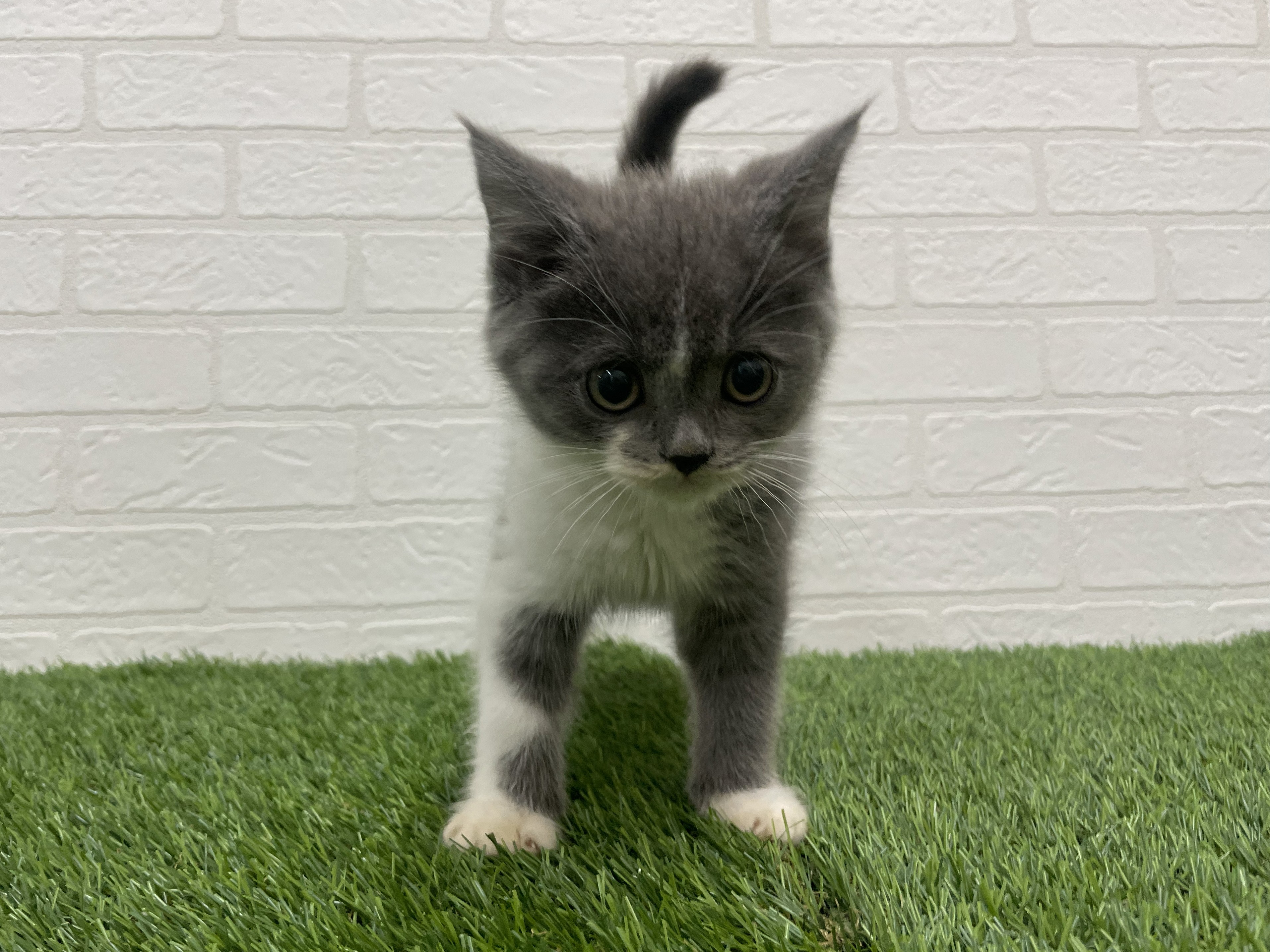 東京都のブリティッシュショートヘアー (ワンニャンハウス赤羽店/2025年11月17日生まれ/男の子/ブルーホワイト)の子猫の1枚目の画像
