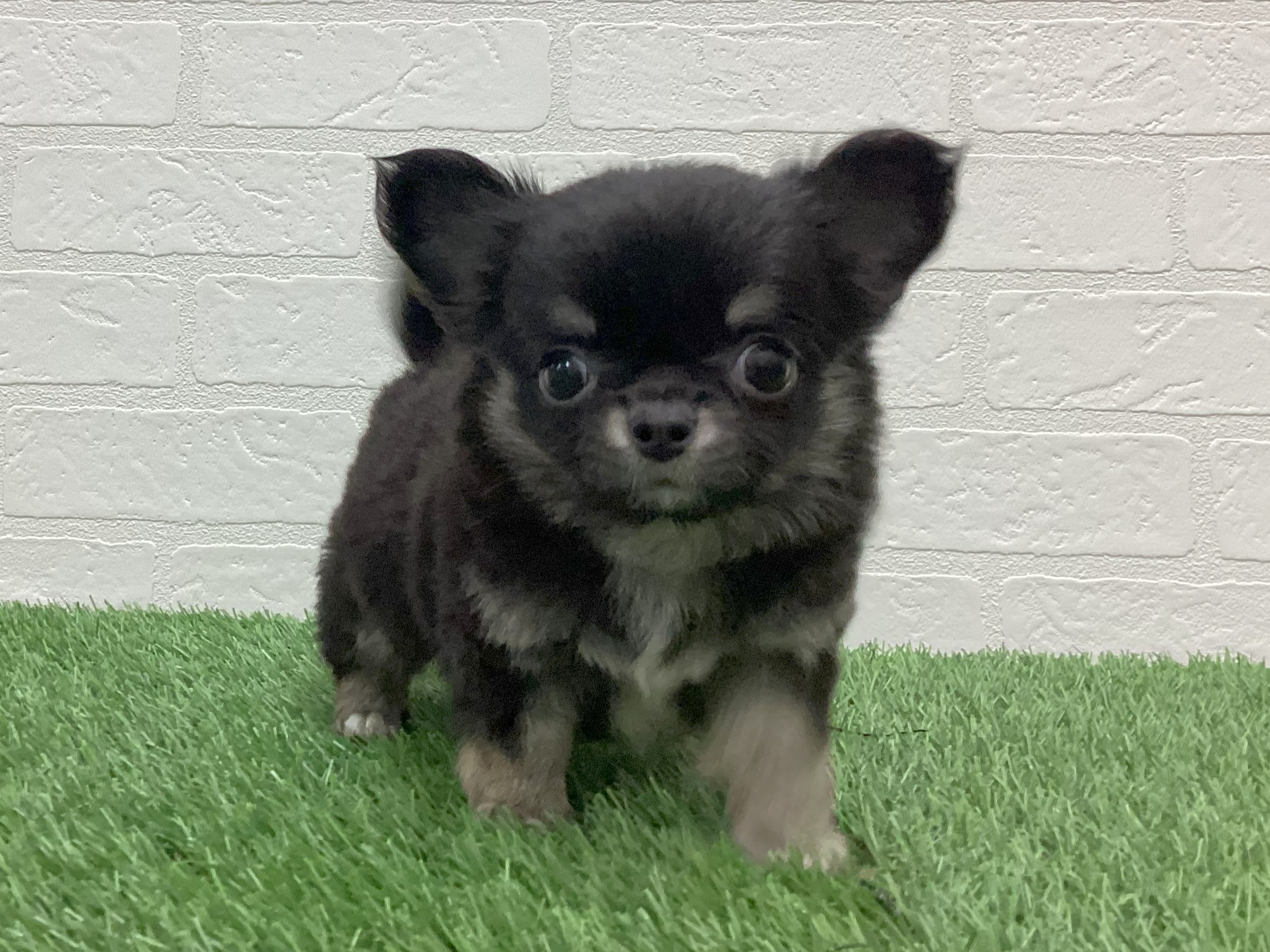 東京都のチワワ(ロング) (ワンニャンハウス赤羽店/2025年12月9日生まれ/男の子/ブラックタンホワイト)の子犬の2枚目の画像