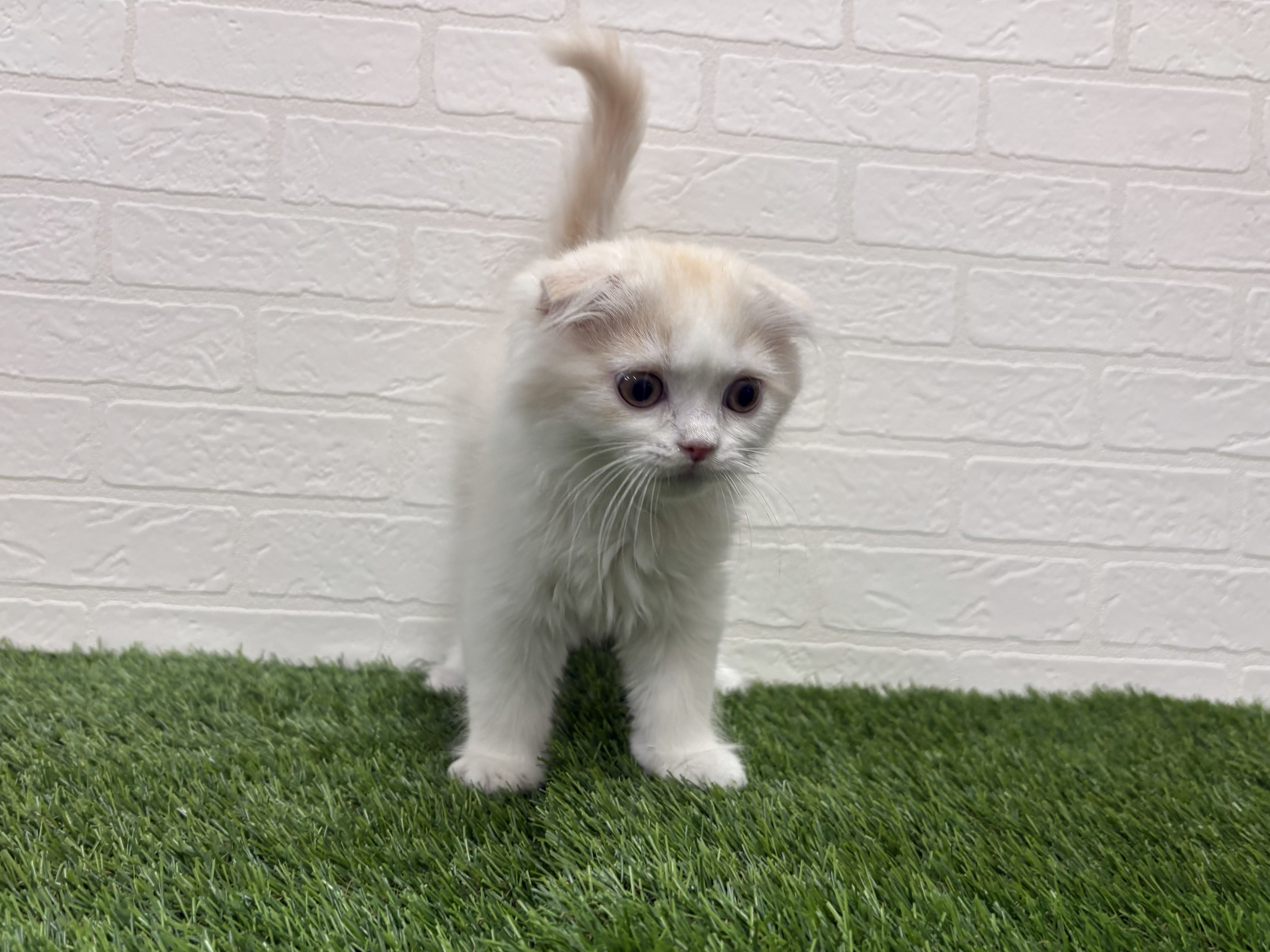 東京都のスコティッシュフォールド (ワンニャンハウス赤羽店/2025年10月18日生まれ/男の子/カメオタビーホワイト)の子猫の1枚目の画像