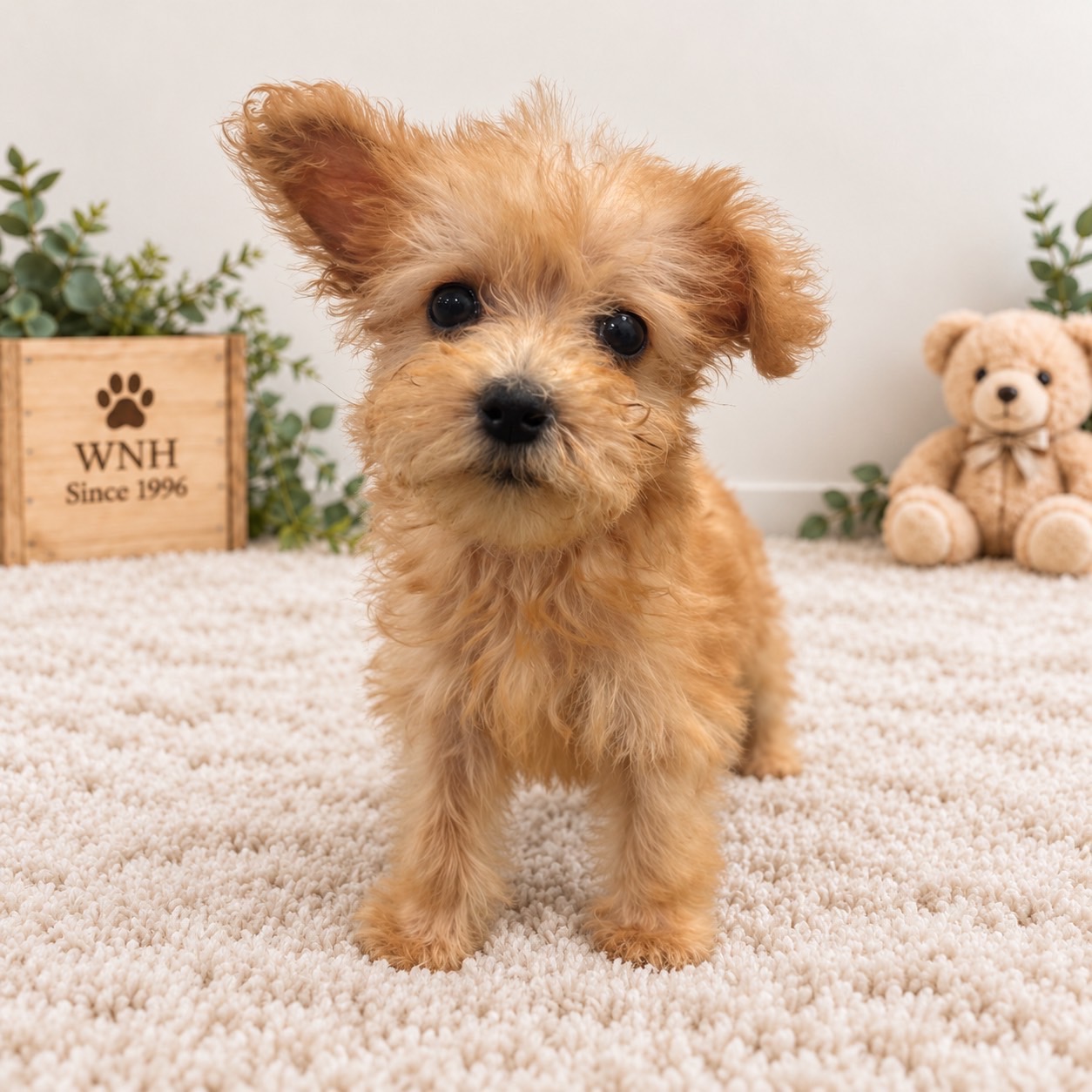 東京都のハーフ犬・ミックス犬 (ワンニャンハウス赤羽店/2026年8月9日生まれ/女の子/アプリコット)の子犬の2枚目の画像