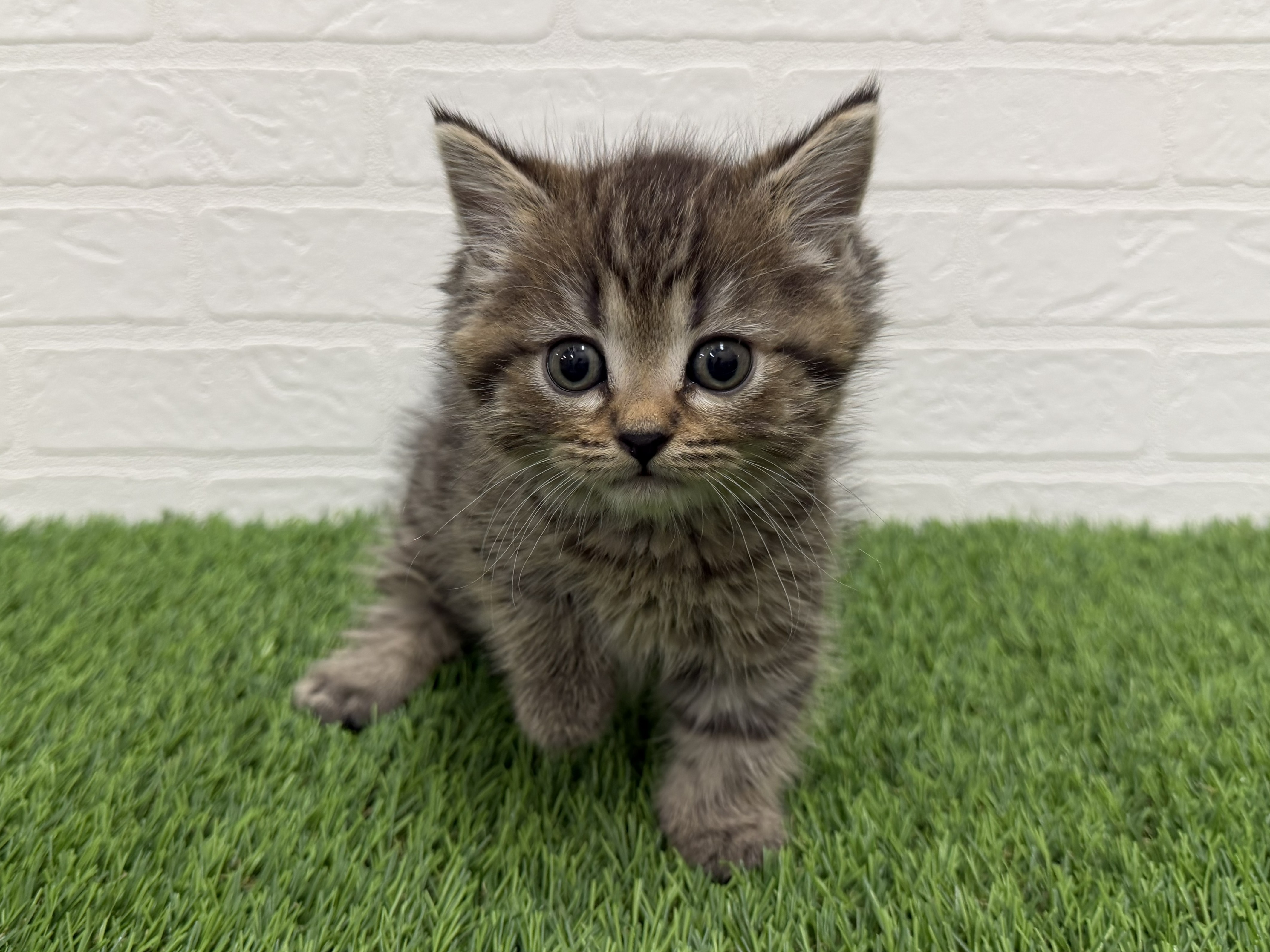 東京都のマンチカン (ワンニャンハウス赤羽店/2026年1月17日生まれ/男の子/ブラウンタビー)の子猫の2枚目の画像