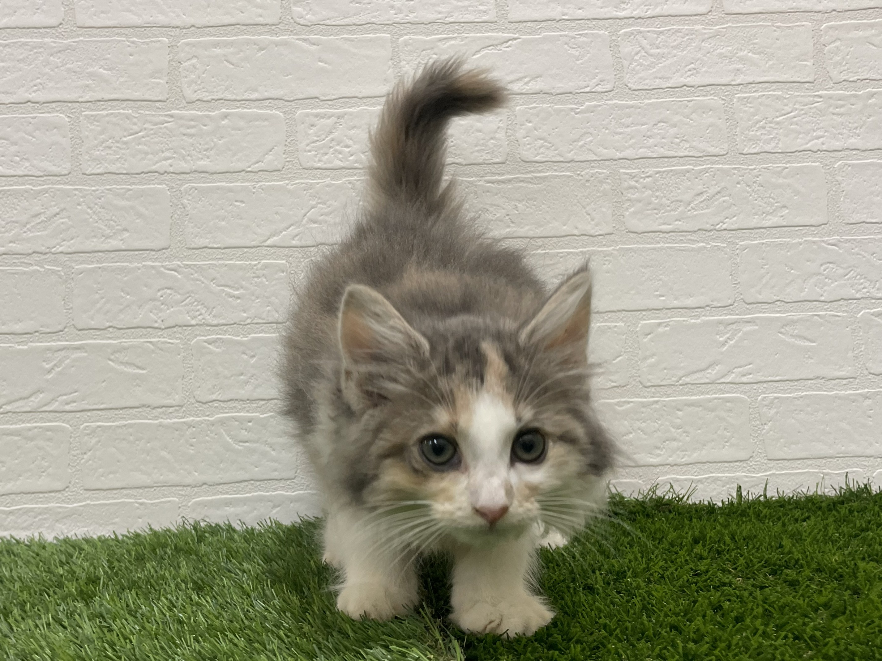 東京都のノルウェージャンフォレストキャット (ワンニャンハウス赤羽店/2025年10月3日生まれ/女の子/ダイリュートキャリコ)の子猫の2枚目の画像