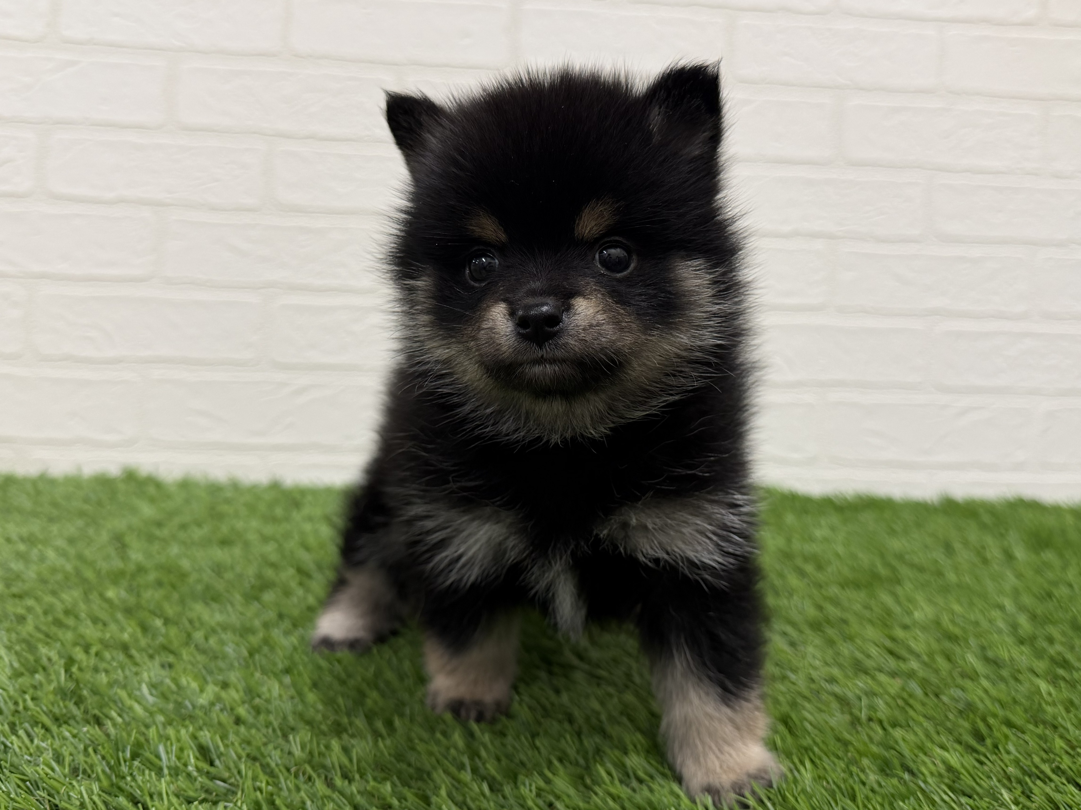 東京都のポメ柴/豆ポメ/ポメ豆柴(ポメラニアン×柴犬) (ワンニャンハウス赤羽店/2026年2月4日生まれ/女の子/黒)の子犬の3枚目の画像