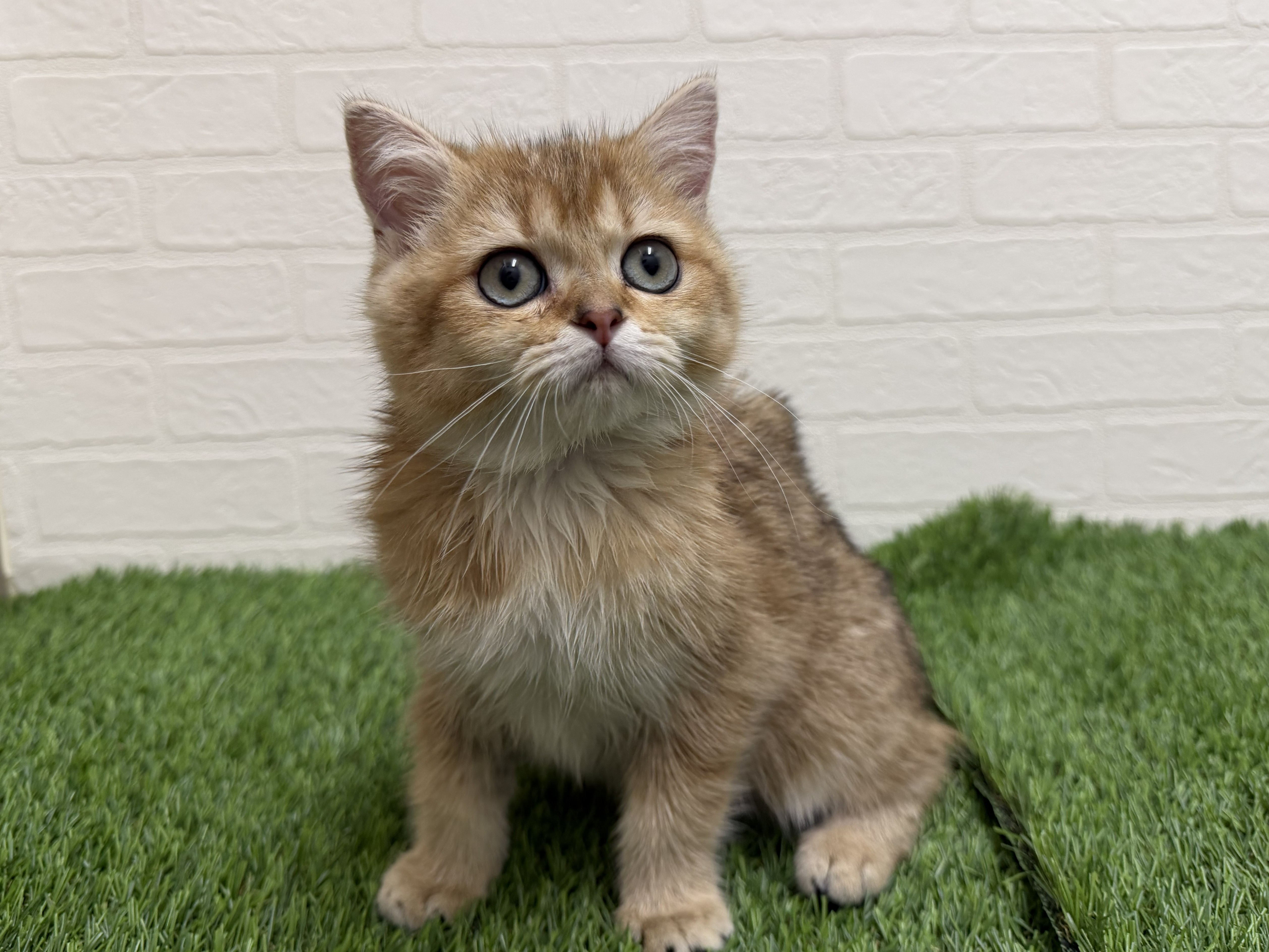 東京都のブリティッシュショートヘアー (ワンニャンハウス赤羽店/2026年1月10日生まれ/女の子/ブラックゴールデンシェーデット)の子猫の1枚目の画像