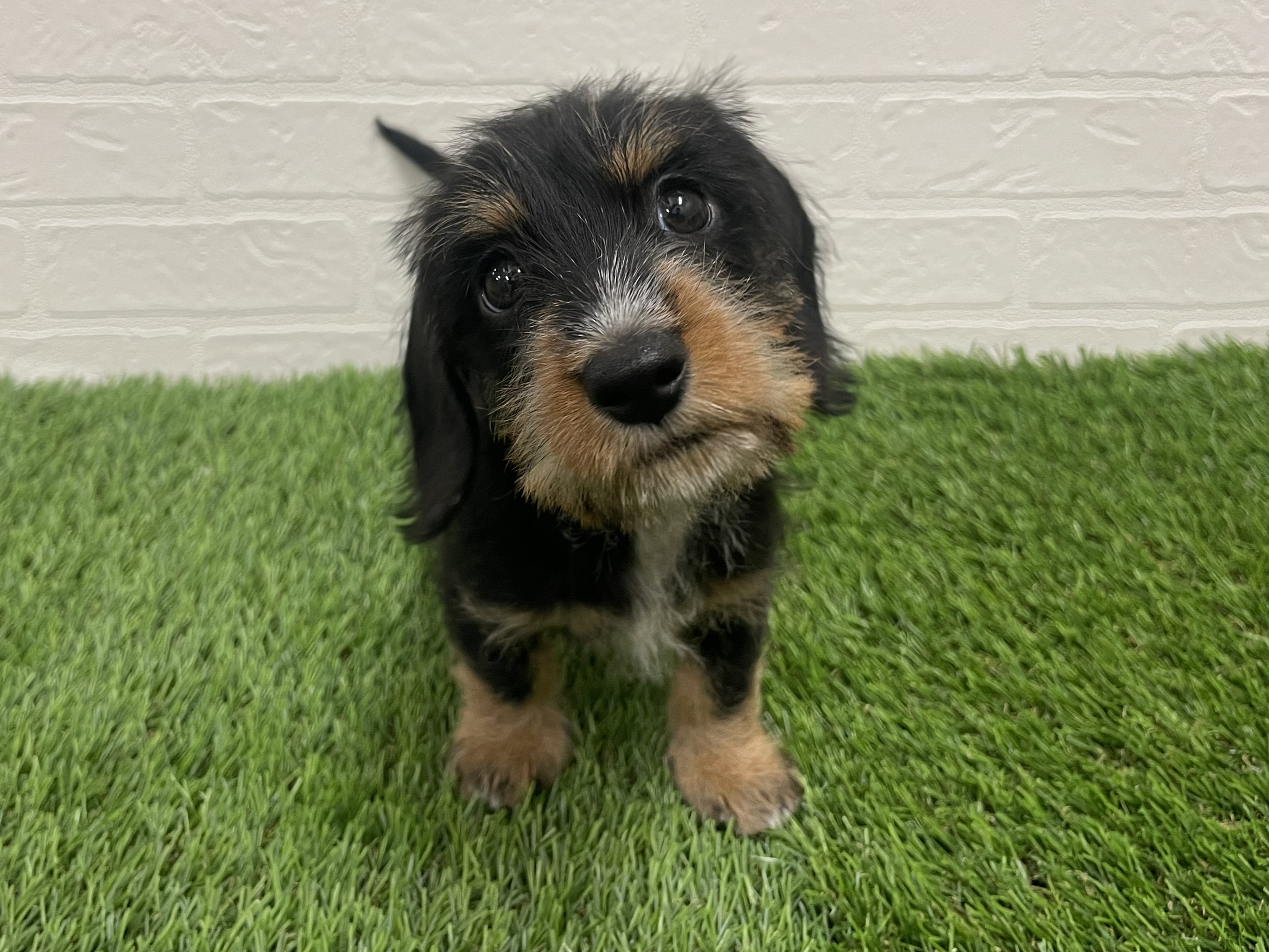 東京都のカニンヘンダックスフンド(ロング) (ワンニャンハウス赤羽店/2025年9月20日生まれ/女の子/ブラックタン)の子犬の3枚目の画像