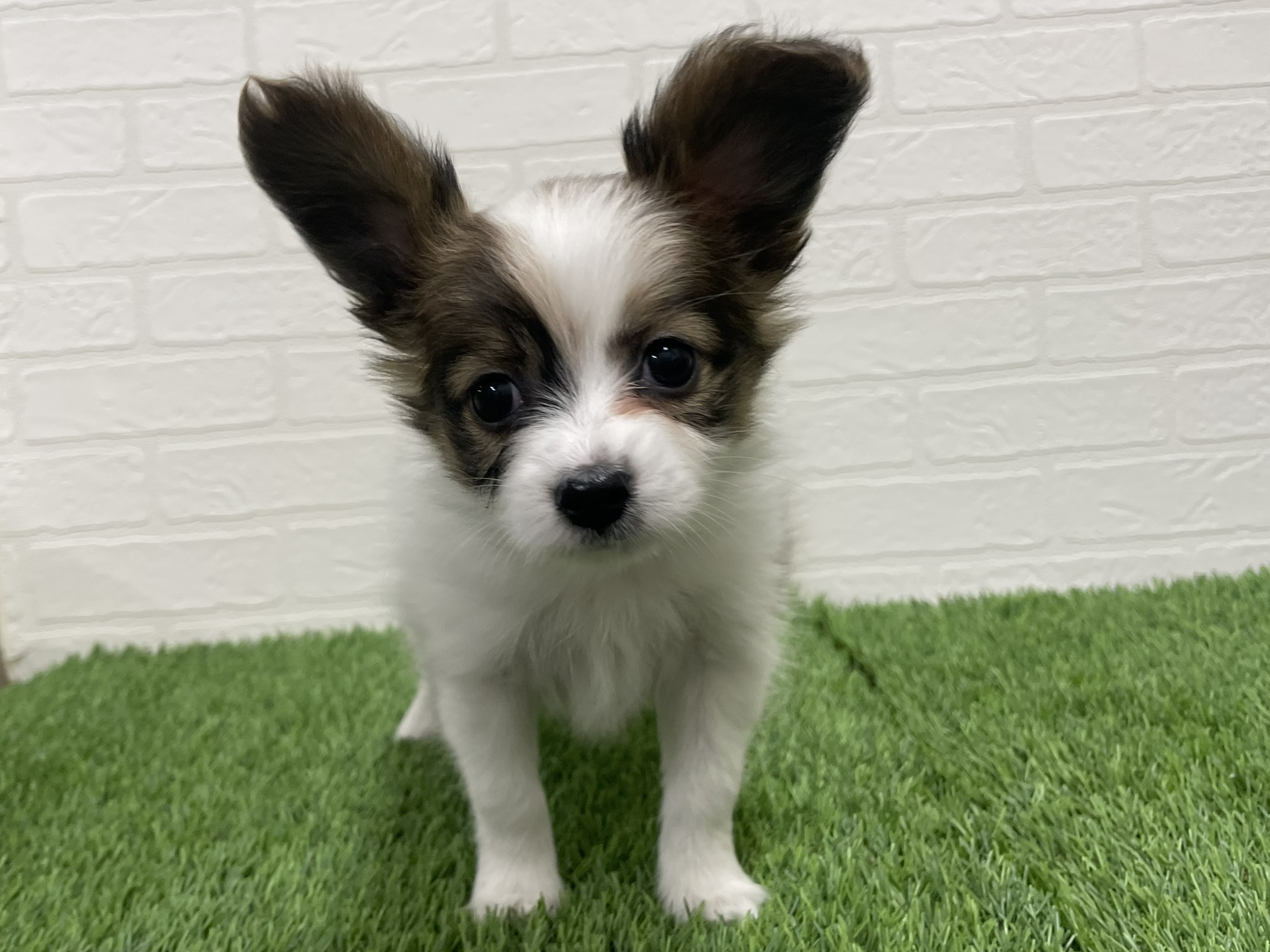 東京都のパピヨン (ワンニャンハウス赤羽店/2025年12月22日生まれ/女の子/ホワイトブラウン)の子犬の2枚目の画像