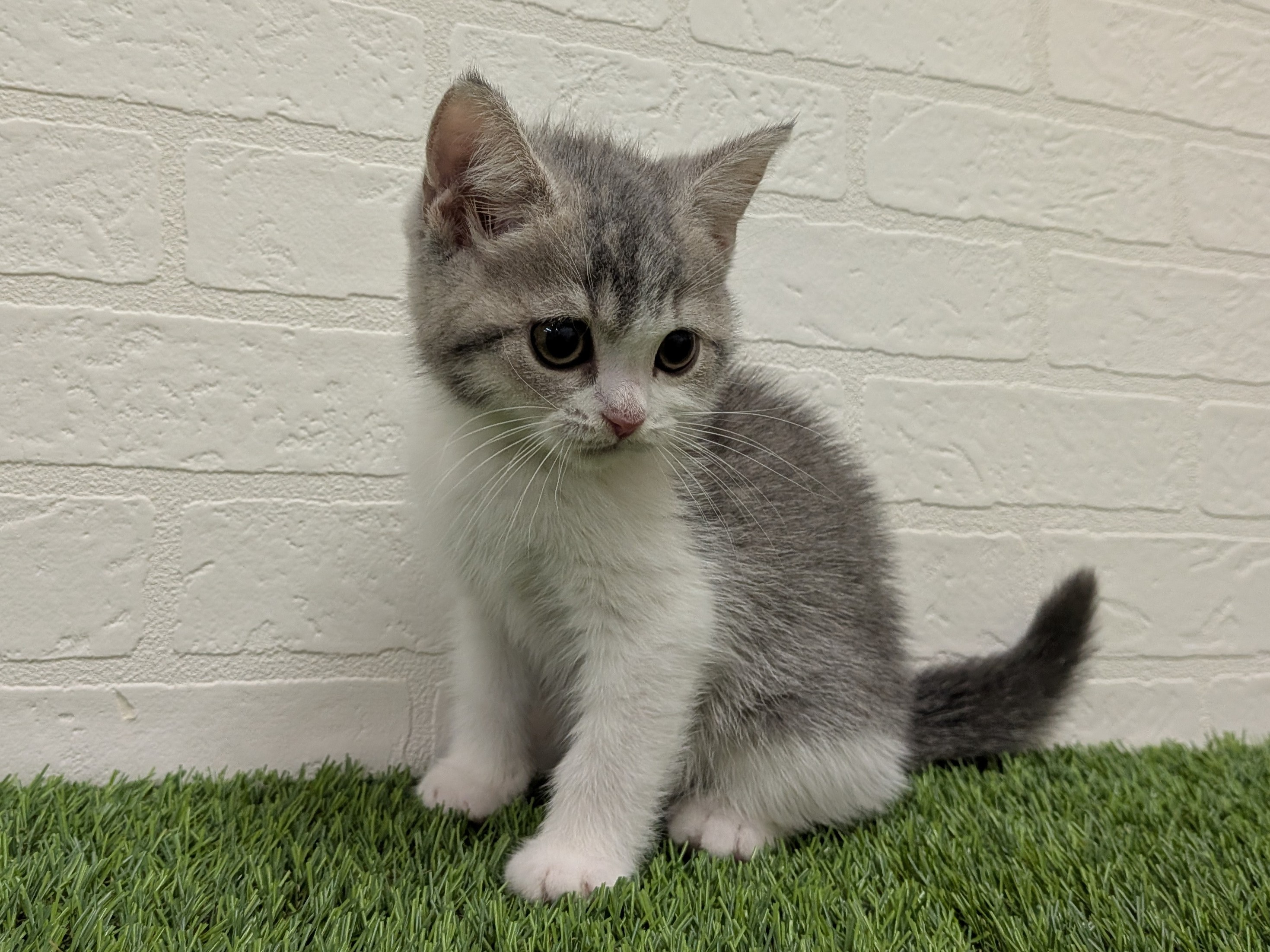 東京都のスコティッシュフォールド (ワンニャンハウス赤羽店/2025年12月18日生まれ/男の子/ブルータビーホワイト)の子猫の3枚目の画像