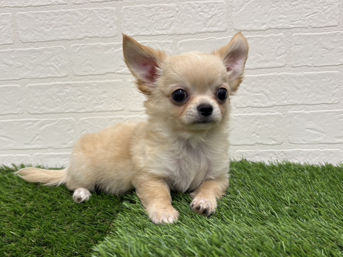 東京都のチワワ(ロング) (ワンニャンハウス赤羽店/2025年9月13日生まれ/男の子/クリーム)の子犬の1枚目の画像