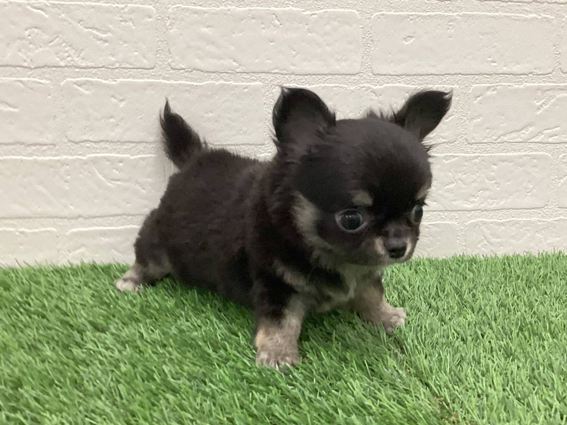 東京都のチワワ(ロング) (ワンニャンハウス赤羽店/2025年12月9日生まれ/男の子/ブラックタンホワイト)の子犬の3枚目の画像